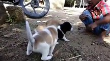 Child Playing With Pets