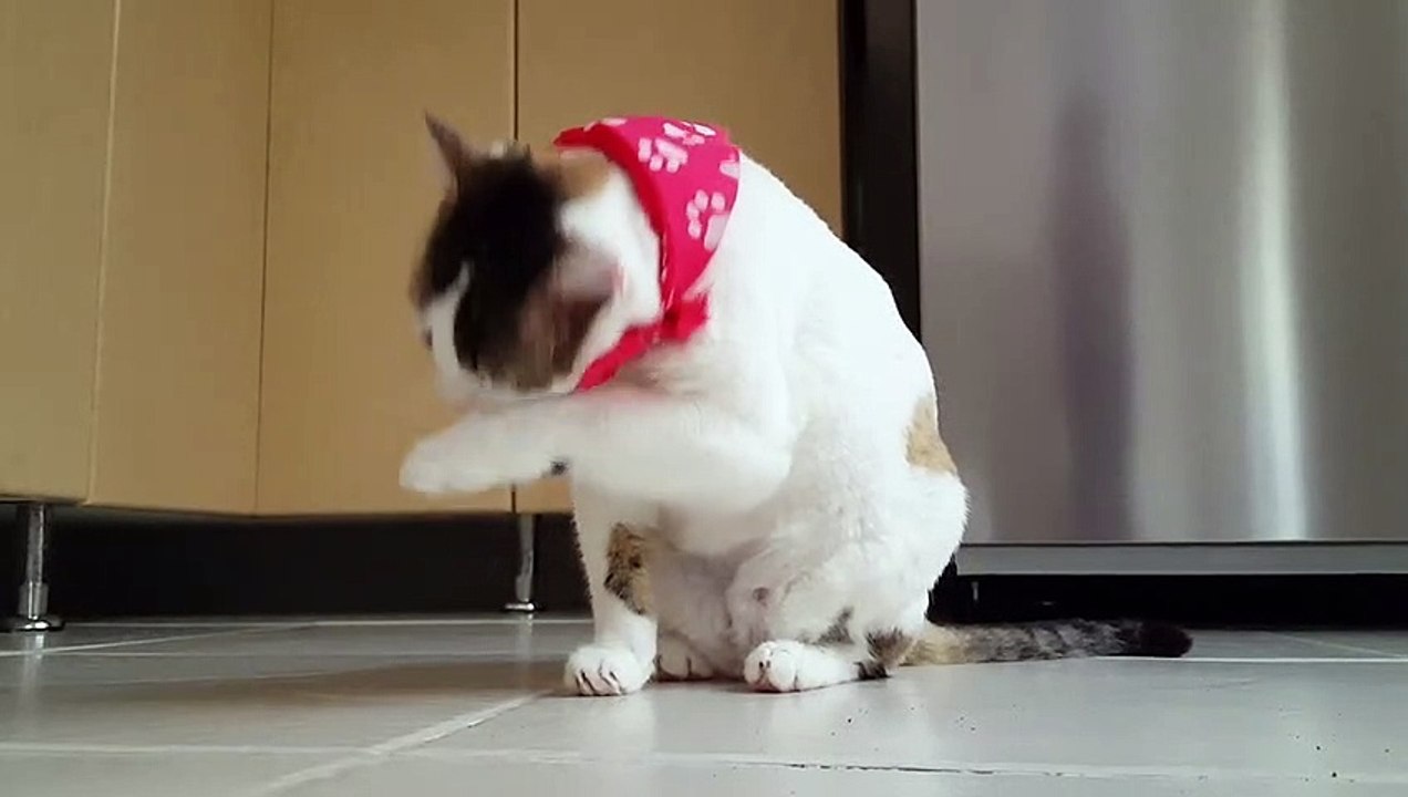 Cute Cat
