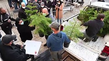 Árvores de Jerusalém