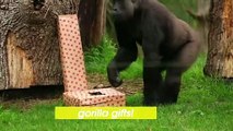 Cuteness Overload! London Zoo’s Gorillas Open Gifts Ahead of Christmas!