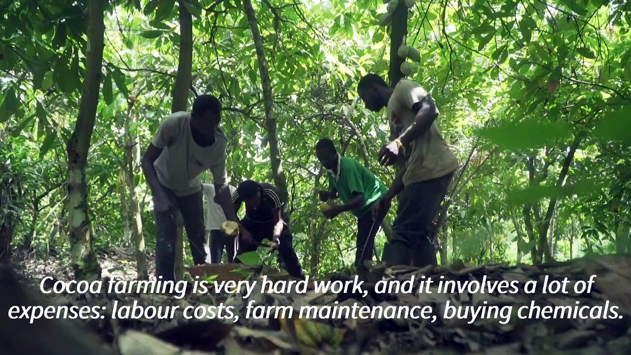 'No future in cocoa' - small farmers in Ghana decry low prices amid spat with chocolate giants