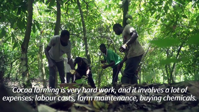 'No future in cocoa' - small farmers in Ghana decry low prices amid spat with chocolate giants