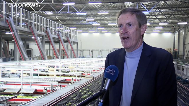 Из-за брексита могут испортиться бельгийские груши