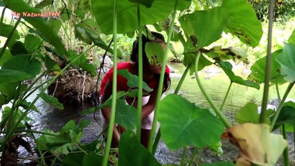 Catch and cook eel for lunch in jungle - Yummy cook eel recipe for eat delicious