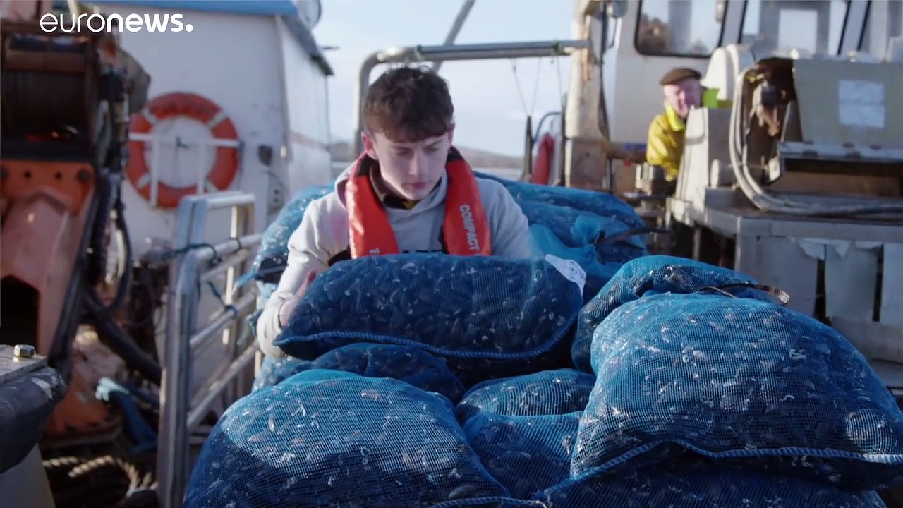 Covid-Krise: Muschelzüchter suchen Rettungsanker im Luxus-Einzelhandel