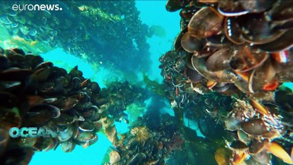 Histórias de sucesso da aquicultura sustentável na Europa