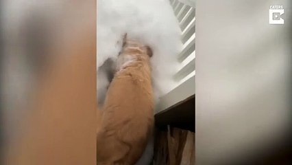 Trop de neige, ce chien a décidé de creuser son tunnel