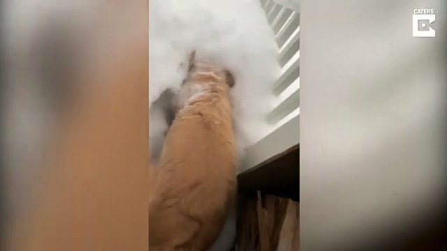 Trop de neige, ce chien a décidé de creuser son tunnel