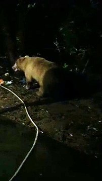 आधी रात बाड़ी में घुसा सफेद भालू, देखकर घरवालों ने भालू की हरकत का बनाया वीडियो