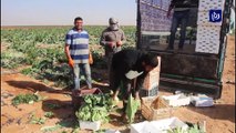مزارعو وادي الأردن يلوحون بوقف التوريدِ  للسوق المركزية احتجاجًا على تدني الأسعار