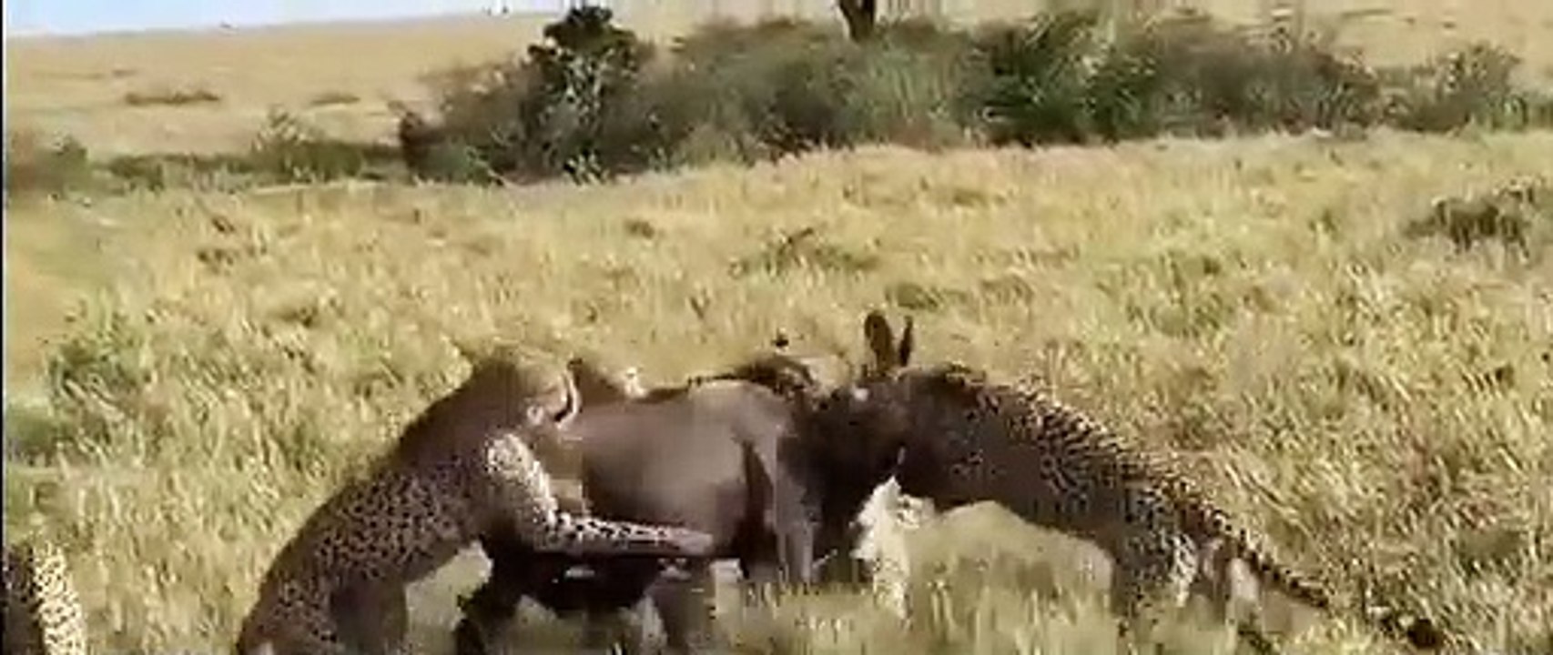 Cheetahs on the hunt