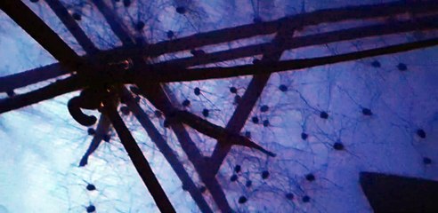 Spiders Gather on Tent Netting