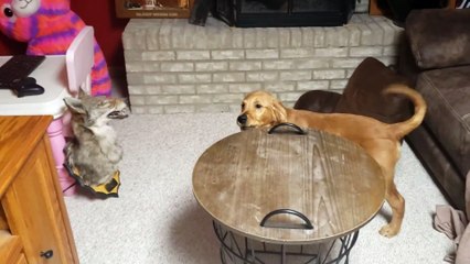 Dog Defends Owners from Taxidermy