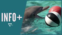 INFO  /  Pushtohet nga delfinët Hong Kongu! - Vizion Plus