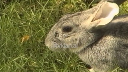 Konsumimi mishit te lepurit, leverdi ekonomike (21 Tetor 2000)