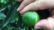 Report TV -Breshëri rrëzon përtokë mandarinat, prishen të mbjellat e fermerëve në Konispol