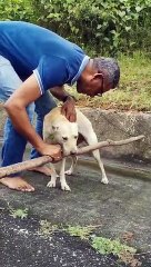 Dog saved from trap by Good Samaritans