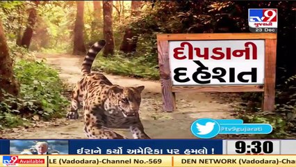 Jamnagar_ Leopard seen in rural areas of Kalavad