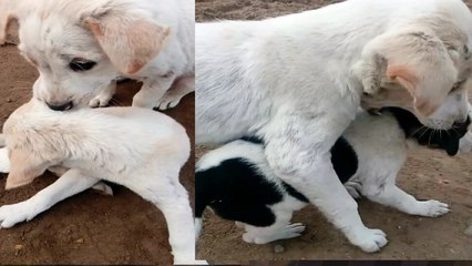 STREET BIG PUPPY BROTHER CUDDLING HIS LITTLE BROTHERS|cuTe acTions