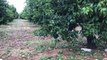 Ora News - Konispol, breshëri “shkatërron” agrumet