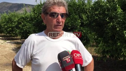 Report TV -Breshër bën 'kërdinë' mbi 'tokën' e mandarinave, dëmi 10 mijë tonë