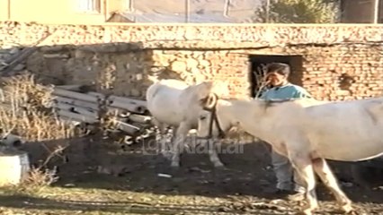 Arrestohet bariu grabites ne Kolonje - (26 Tetor 2000)