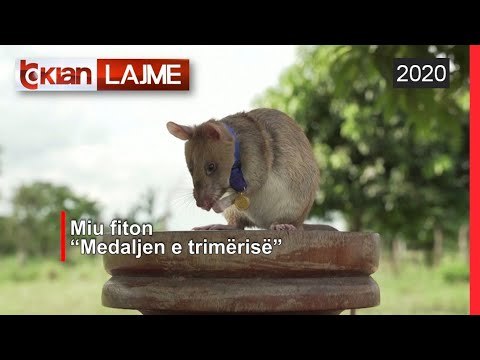 Miu fiton “Medaljen e trimërisë” | Lajme - News