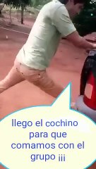 El cerdo para la cena de diciembre que cerdo