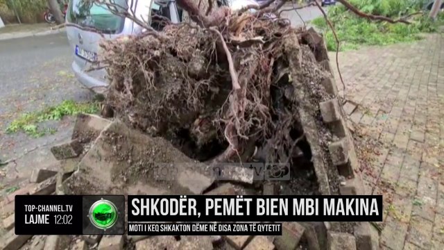Shkodër, pemët bien mbi makina/ Moti i keq shkakton dëme në disa zona të qytetit