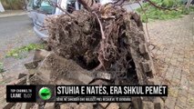 Stuhia e natës, era shkul pemët/ Dëme në Shkodër dhe Bulqizë prej reshjeve të dendura