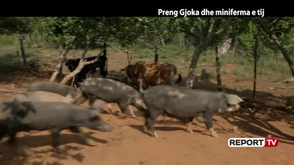 Report Tv, Veri Jug - Preng Gjoka dhe miniferma e tij