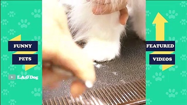 Dog Pet Puppy Pomeranian Grooming Teddy bear style