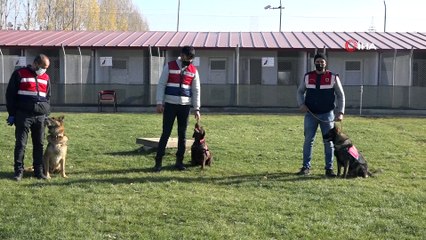 Jandarmanın en büyük yardımcısı  'Keskin burunlar'  suç ve suçluya göz açtırmıyor