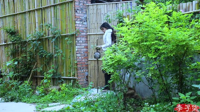 I planted shiitake mushrooms in the mountain