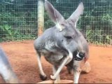 Stock Footage 2019 Kangaroo Jumping