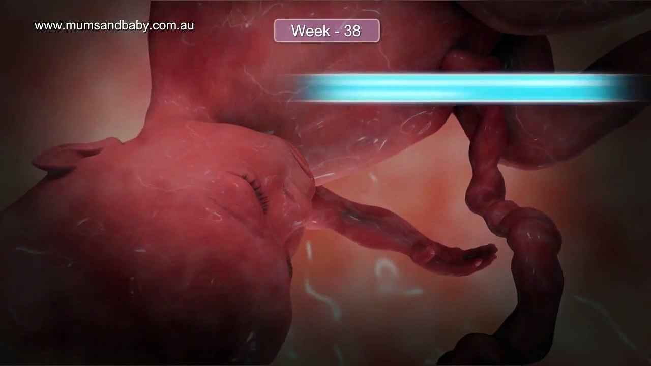 Pregnancy Week 38 - Nine Months Pregnant