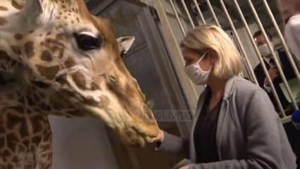 Top News - Vendimi i Francës/ Jo më kafshë në cirk