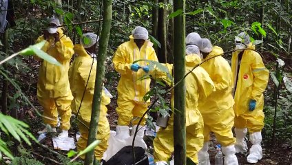 رحلة البحث عن الفيروسات الناشئة في غابة الغابون البكر