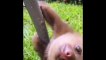Cute Baby Animals Videos // cute animal Compilation // Funny Moment of cute Animals - Cutest Animals