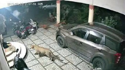 Leopard enters home to hunt pet dog | WATCH