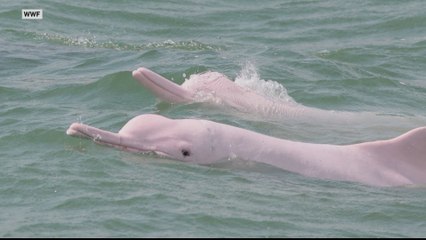 Rare pink dolphins return to Hong Kong amid lockdown