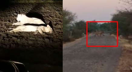VIDEO: 26 दिनों से घूम रही यहां शेरों की तिकड़ी, पालतू पशुओं का कर रहे शिकार, दहशत में लोग