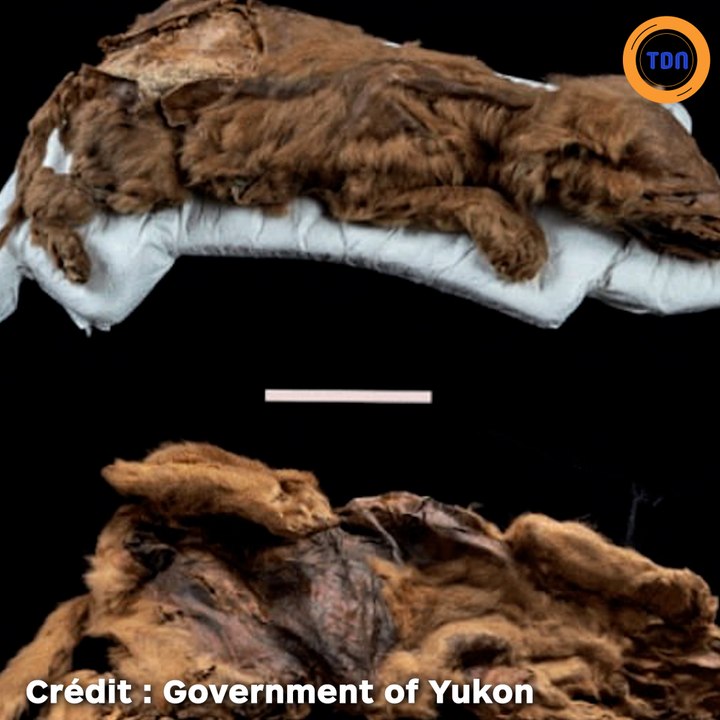 Une ancienne momie de loup découverte au Canada !