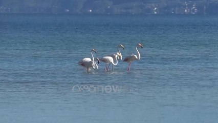 Ora News - Ohri, “stacion” për flamingot. Pamje përrallore në liqen, flasin ekspertët
