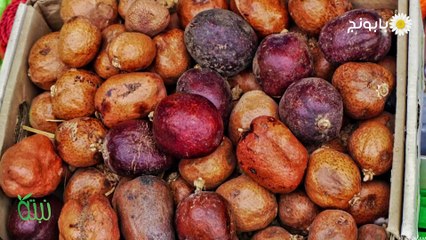 نبتة-فوائد الدوم