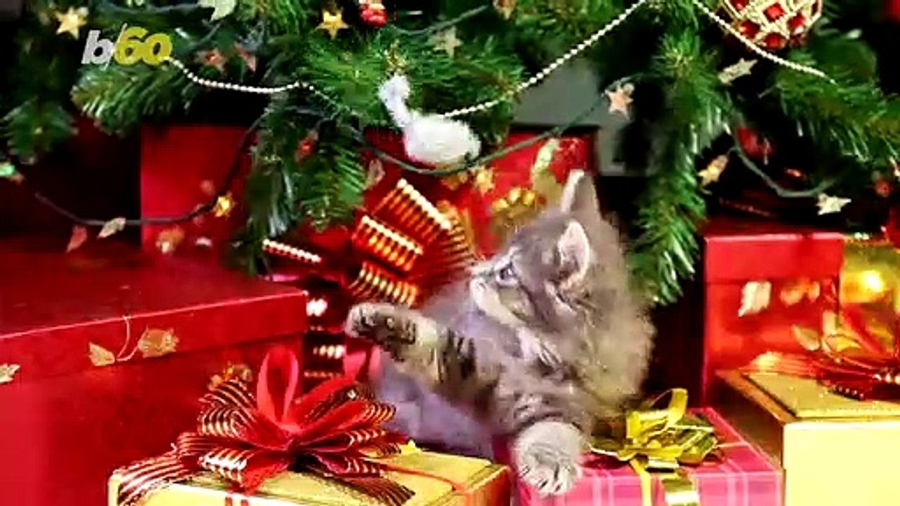 The Real Reason Cats Love to Lay Under the Christmas Tree
