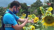 Taman Bunga Matahari Hasil Swadaya Masyarakat Desa