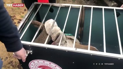 Denize düşen karacayı vatandaşlar kurtardı