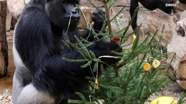 Gorillas in the X-Mas! Gorillas at Prague Zoo Given Christmas Trees To Celebrate the Season!