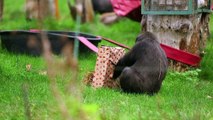 Christmas comes early for London Zoo's gorillas